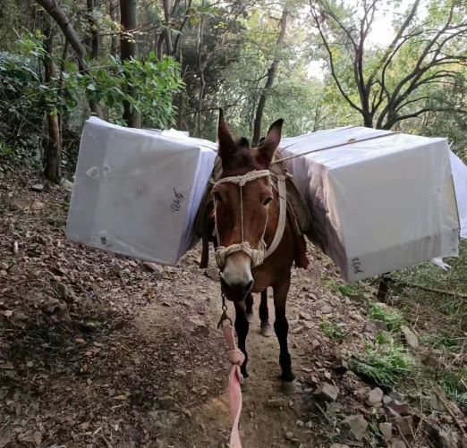 辽宁福建骡子运输队