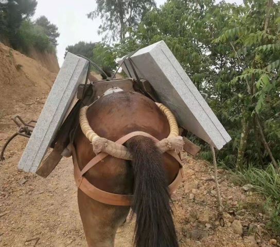 辽宁深圳骡马运输队